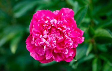 A pink flower with white petals is in a green bush