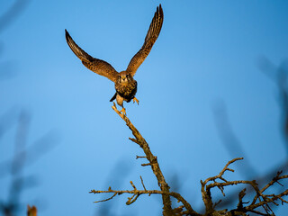 Turmfalke (Falco tinnunculus)