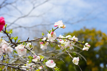 Japanese genpei peach flower in the park