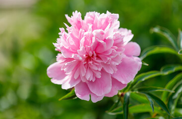 A pink flower with green leaves