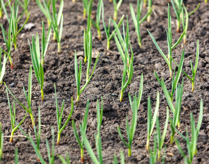 A field of green plants growing in the dirt