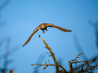 Turmfalke (Falco tinnunculus)
