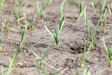 A field of green plants with brown dirt