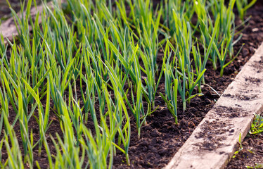Obraz premium A row of green plants are growing in a garden