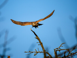 Turmfalke (Falco tinnunculus)