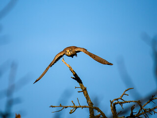 Turmfalke (Falco tinnunculus)