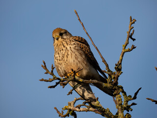 Turmfalke (Falco tinnunculus)