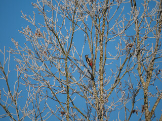 Buntspecht (Dendrocopos major)