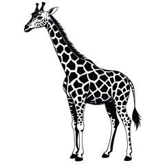 Fototapeta premium giraffe Black and white vector illustration animal silhouette 