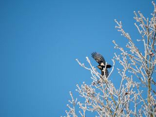 Buntspecht (Dendrocopos major)