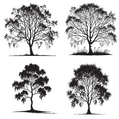"Detailed Monochrome Vector Silhouettes of the River Birch Tree Isolated on a White Background"