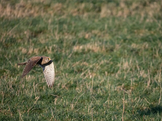 Turmfalke (Falco tinnunculus)