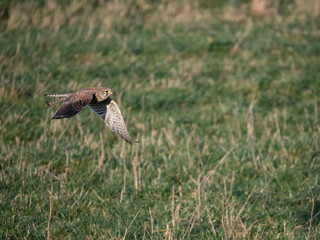 Turmfalke (Falco tinnunculus)