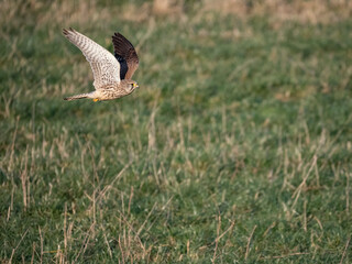 Turmfalke (Falco tinnunculus)