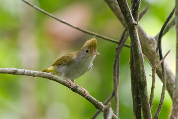 white-bellied erpornis or Erpornis zantholeuca or white-bellied yuhina , at Dehing Patkai in Assam, India