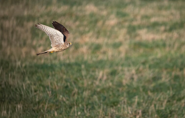 Turmfalke (Falco tinnunculus)