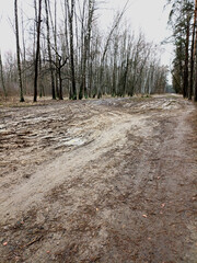 Forest road with mud and puddles. Winter photo of the forest.
