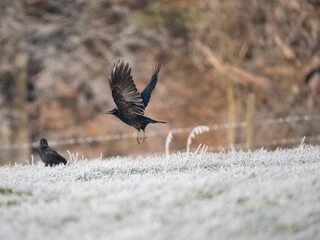 Rabenkrähe (Corvus corone)