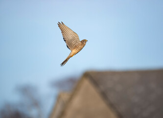 Turmfalke (Falco tinnunculus)