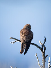 Turmfalke (Falco tinnunculus)