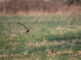 Turmfalke (Falco tinnunculus)