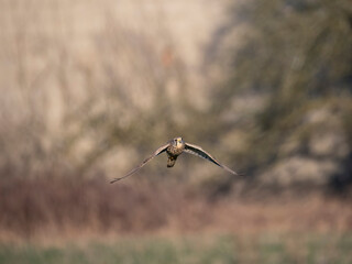 Turmfalke (Falco tinnunculus)