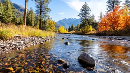 Obraz premium Calm autumn river flows through mountain valley, colorful foliage, clear water, rocks. Ideal for travel brochures
