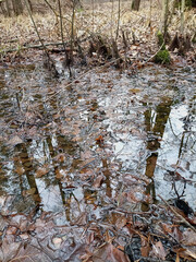 A small swamp in the thicket of the forest. Filled with fallen leaves. Habitat of amphibians.