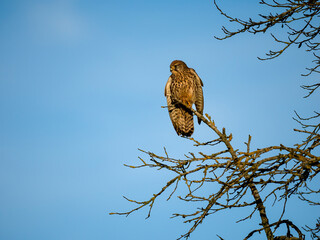 Turmfalke (Falco tinnunculus)