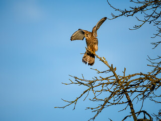 Turmfalke (Falco tinnunculus)