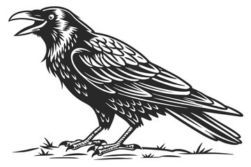 illustration of an crow