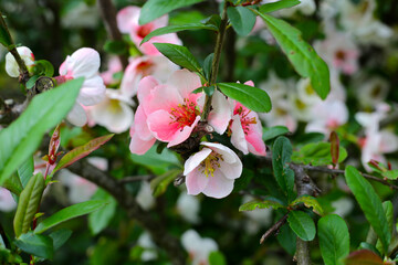 Pink quince flower with green leaves