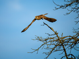 Turmfalke (Falco tinnunculus)