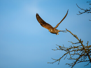 Turmfalke (Falco tinnunculus)
