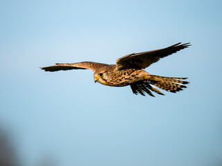 Turmfalke (Falco tinnunculus)