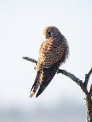 Turmfalke (Falco tinnunculus)