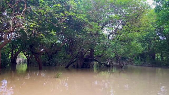 Ratargul Swamp Forest Amazon of Bangladesh national nature reserve park tree