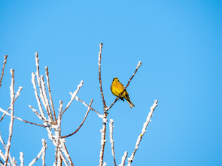 Goldammer (Emberiza citrinella)