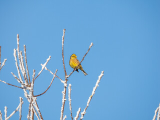 Goldammer (Emberiza citrinella)