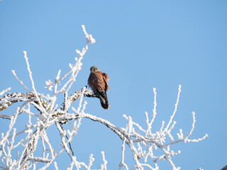 Turmfalke (Falco tinnunculus)
