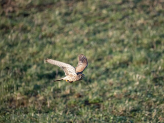 Turmfalke (Falco tinnunculus)
