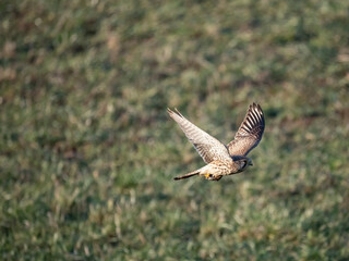 Turmfalke (Falco tinnunculus)