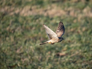 Turmfalke (Falco tinnunculus)