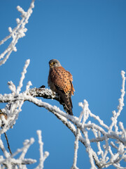 Turmfalke (Falco tinnunculus)