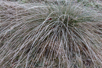 Scirpus holoschoenus. Roundhead bulrush in winter with frost.