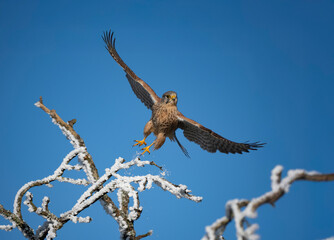 Turmfalke (Falco tinnunculus)