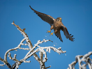 Turmfalke (Falco tinnunculus)