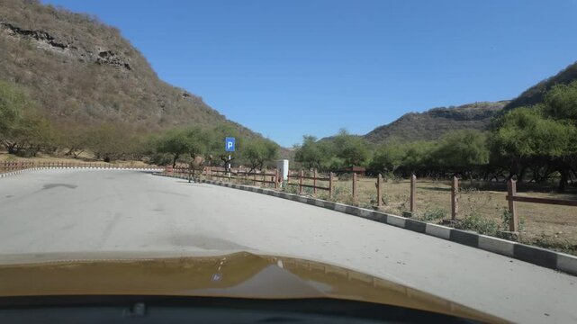 Driving past a camel in the road at Wadi Darbat, near Salalah, oman
