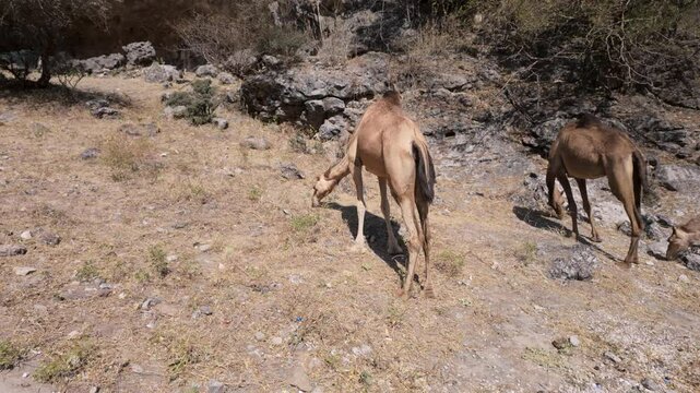 Free range camels foraging dry grass at the Wadi Darbat oasis in Oman