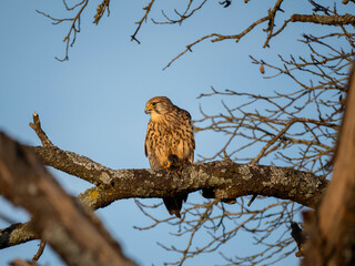 Turmfalke (Falco tinnunculus)